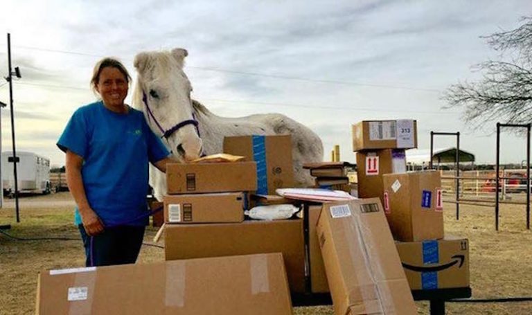 Old Horse Who Saved His Own Life By Hiding Between Donkeys Is Showered With Gifts