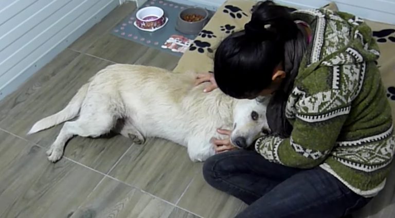 Homeless Dog Suffering From Cancer Only Wants To Be Hugged