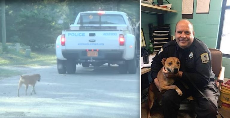 Sweet Stray Dog Kept Following Animal Control Officers, So They Gave Her A Job And A Home