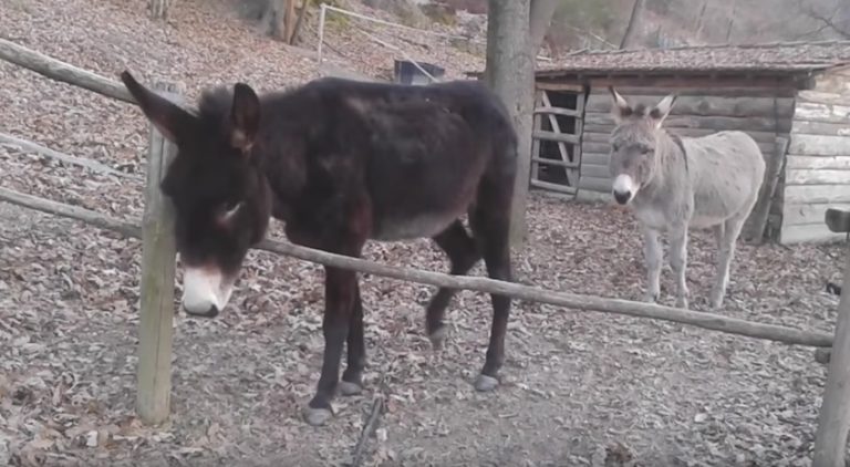Clever Donkey Finds Smarter Way To Get To Other Side Of Fence