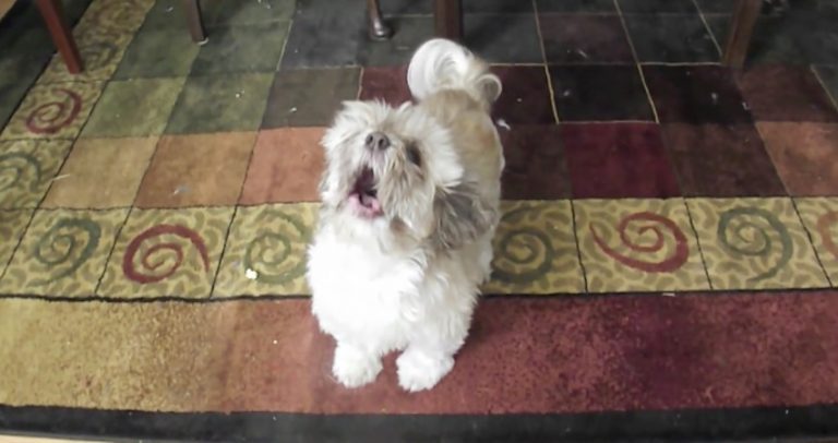 Cody The Screaming Dog Lets Out A Bark Like No Other Dog On Earth