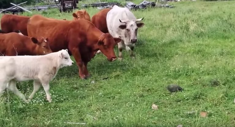 cows meet turtle