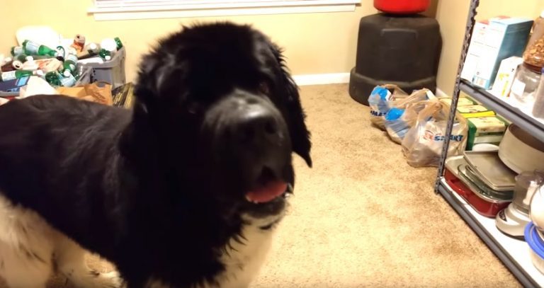 Funny Newfoundland Dog Talks His Dad Into Giving Him a Treat