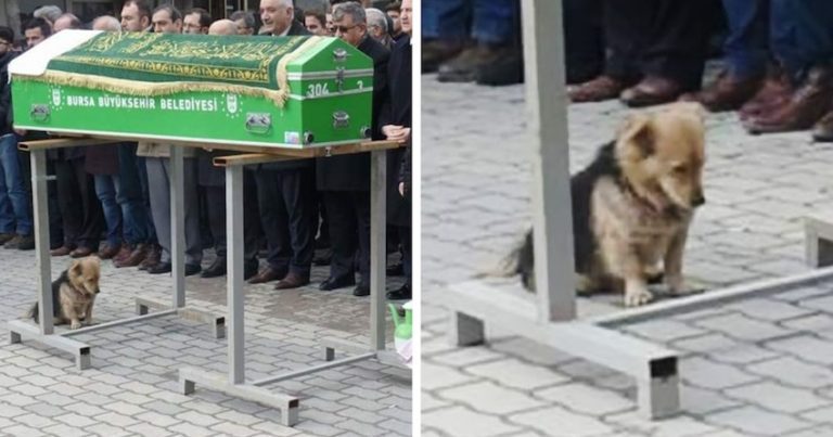 dog at funeral