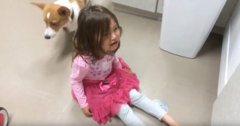 Corgi Hears Little Girl Having A Tantrum And Does The Sweetest Thing Ever