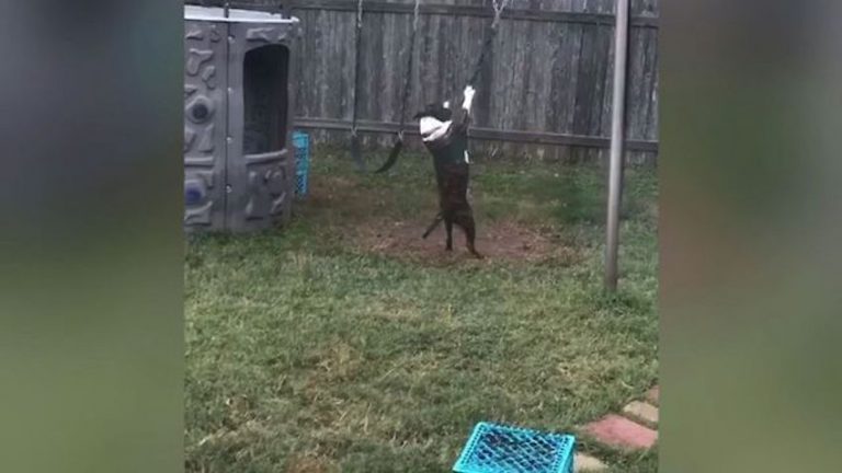 Dog Hilariously Plays On Swings All By Himself