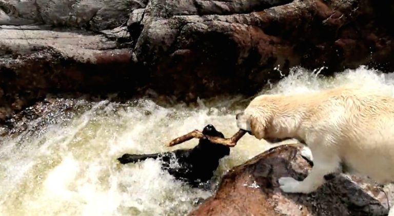 dog rescues dog