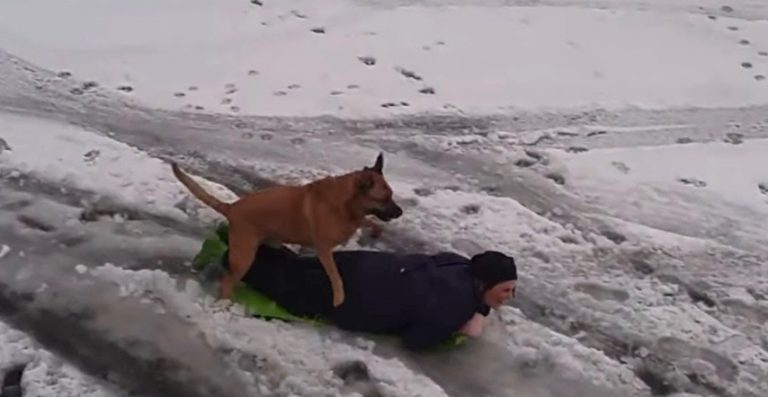 dog goes sledding
