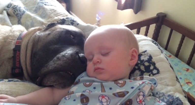 Sweet Baby Prefers Dog’s Snoring To A Lullaby