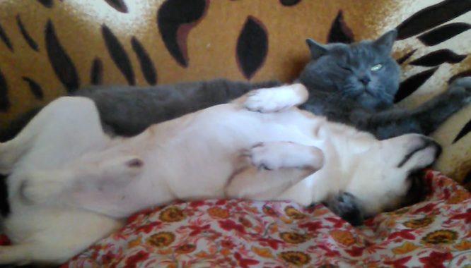 dog snuggles cat