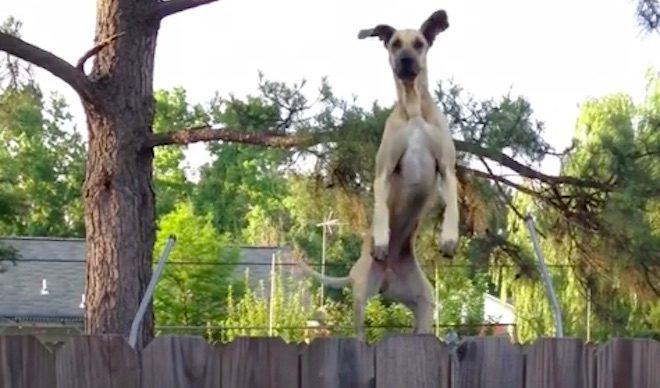 dog on trampoline