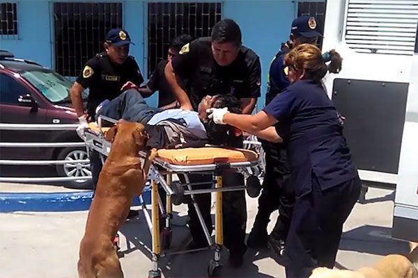 Dogs Follow Injured Man Into Ambulance And Hospital To Make Sure He Is Okay