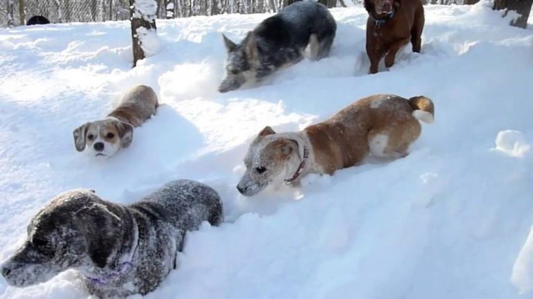 dogs in polar vortex