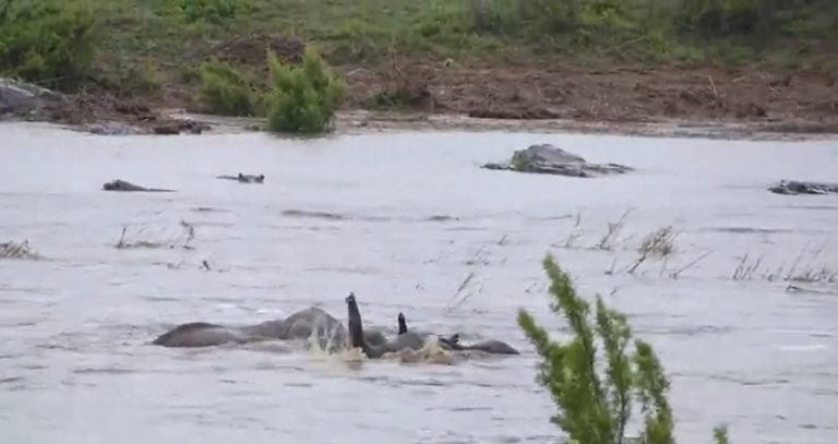 herd of drowning elephants