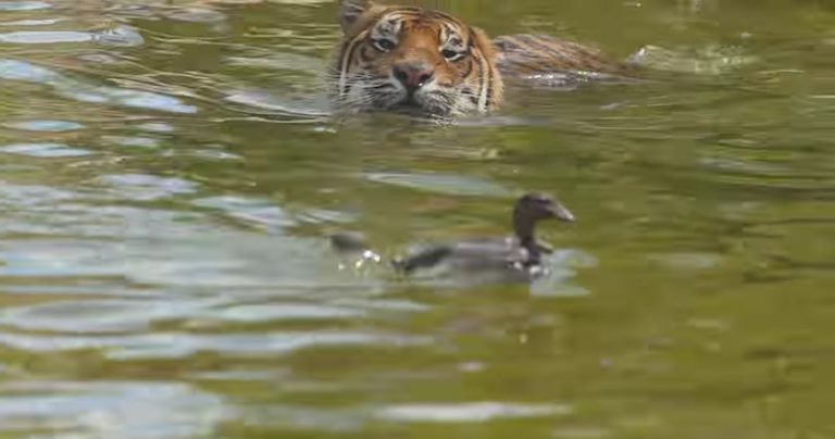 duck swims with tiger in pool