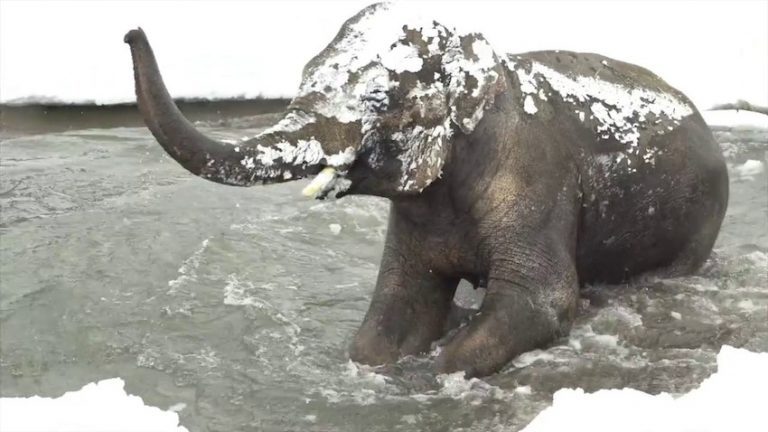 Oregon Zoo snow day
