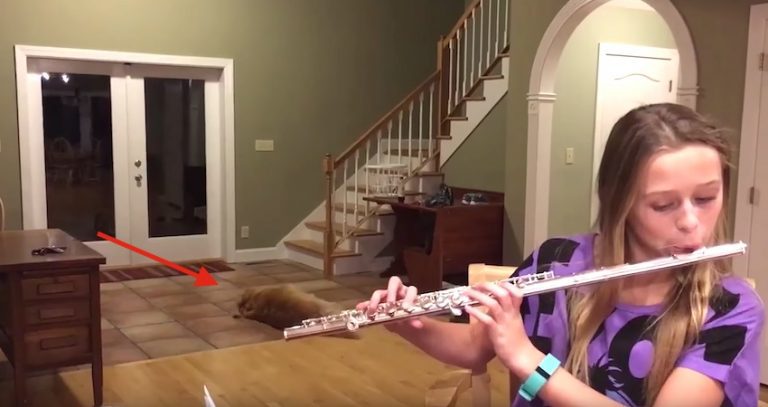 dog responds to flute