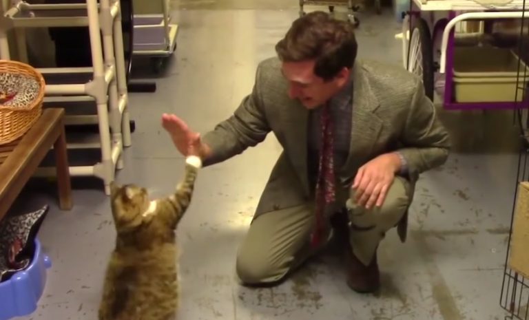 furkids commercial
