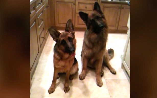 German Shepherd head tilts