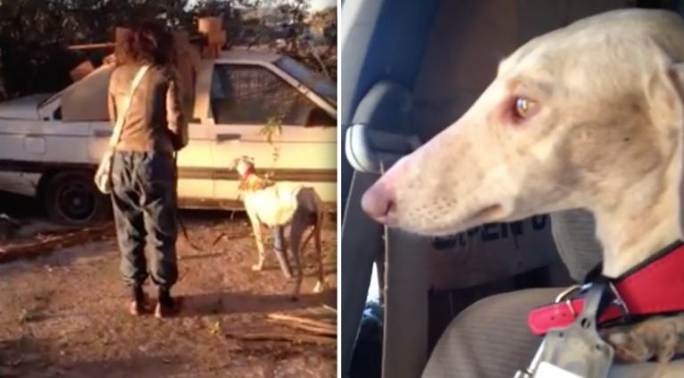 Starving Stray Dog With A Broken Leg Leads Rescuers To Adorable Surprise