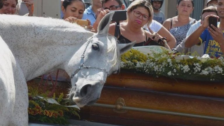 horse at funeral