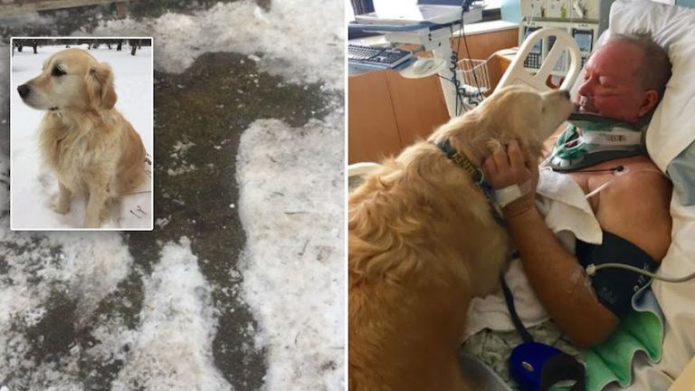 dog saves owner who slipped