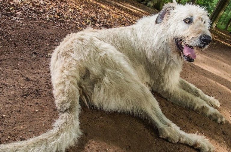 Keon Irish Wolfhound