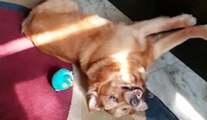 Silly Golden Retriever Plays With His Squeaky Toys In The Funniest Way