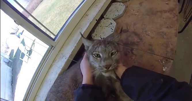 Canada Lynx Absolutely Loves Being Brushed