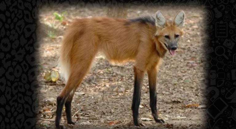 maned wolf