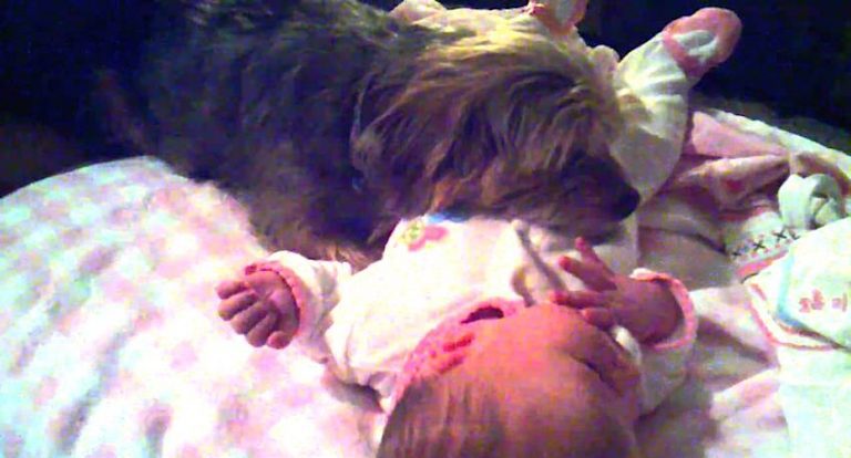Loving Dog Instantly Protective Of Newborn Baby