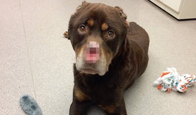 Rottweiler Found With Nose And Ears Savagely Cut Off Finds Forever Family