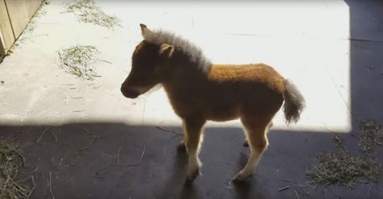 baby miniature horse