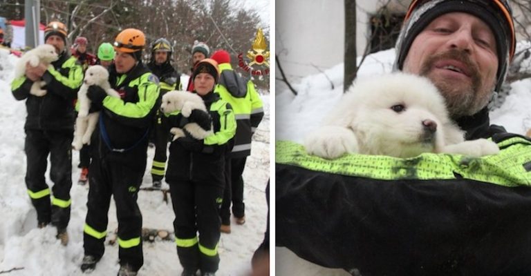 puppies found in avalanche