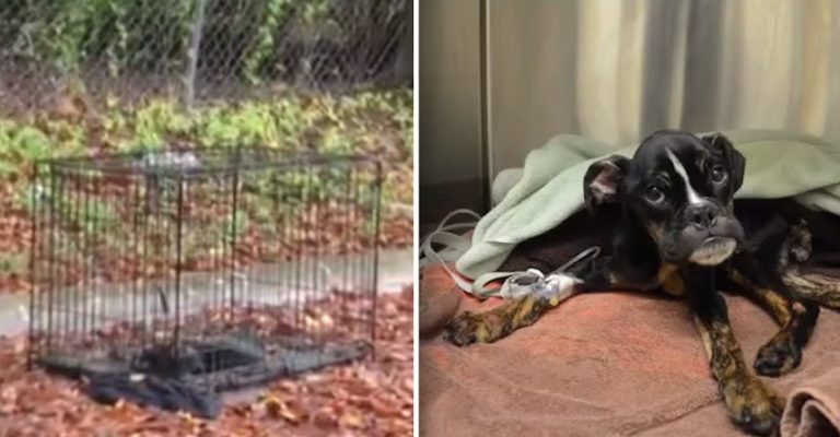 abandoned puppy rescued from crate