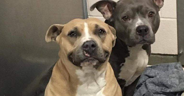 Shelter Dog Learns How To Smile To Capture The Hearts Of Adopters