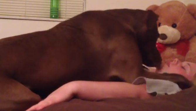 service dog helps girl with seizures