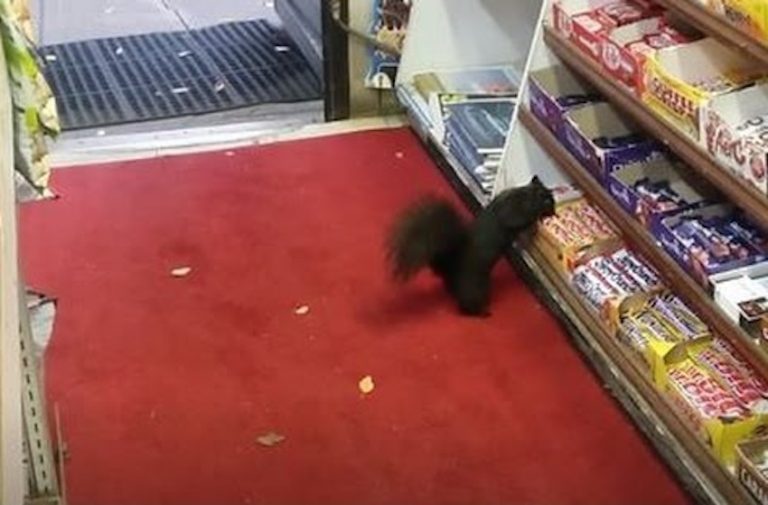 Sneaky Squirrels Are Stealing Chocolate Bars From Convenience Store