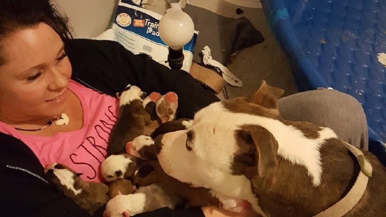 One By One, Dog Lovingly Puts Her Newborn Puppies Into Her Foster Mom’s Lap