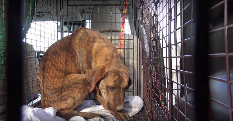 TankTwo dog rescue