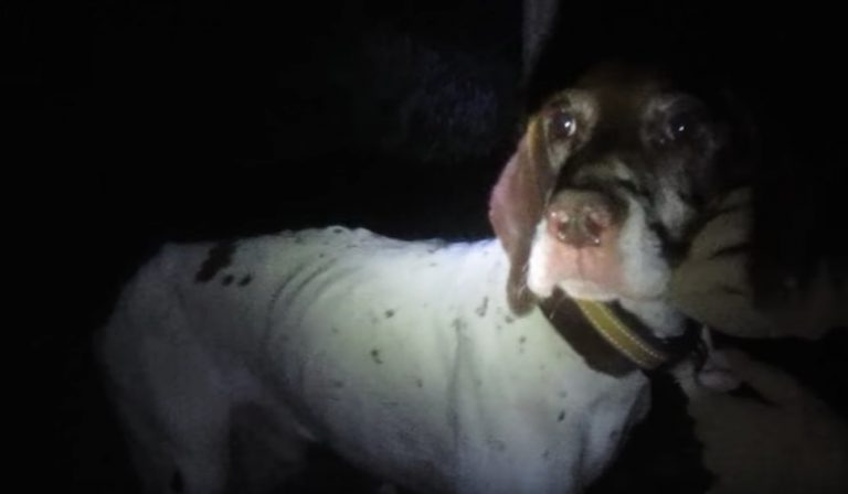 Dog Tied Up To A Tree And Left To Die Was Like A Ghost When Rescuers Found Him