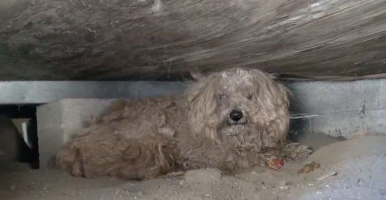 Woody the dog rescue
