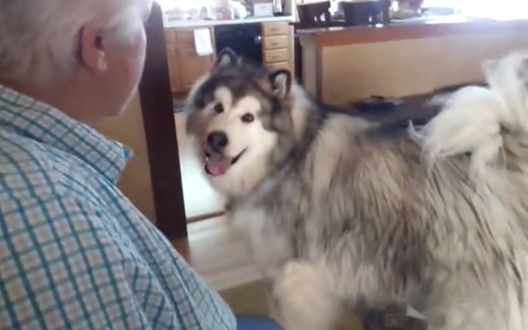 Avalanche the Alaskan Malamute