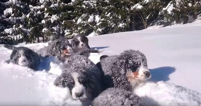 bernese mountain dog puppies