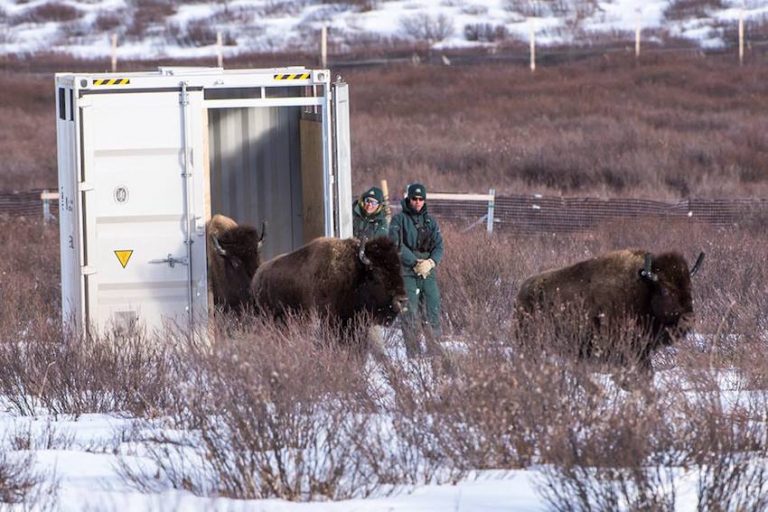 Wild Bison Roam Banff National Park For First time In More Than 100 Years