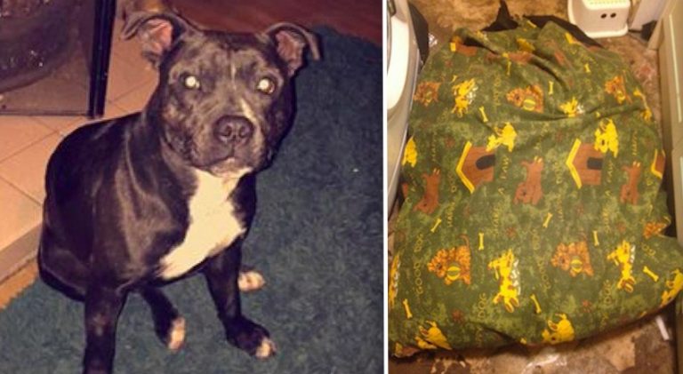 Family Warning Dog Owners After Beloved Puppy Strangled To Death By Her Dog Bed