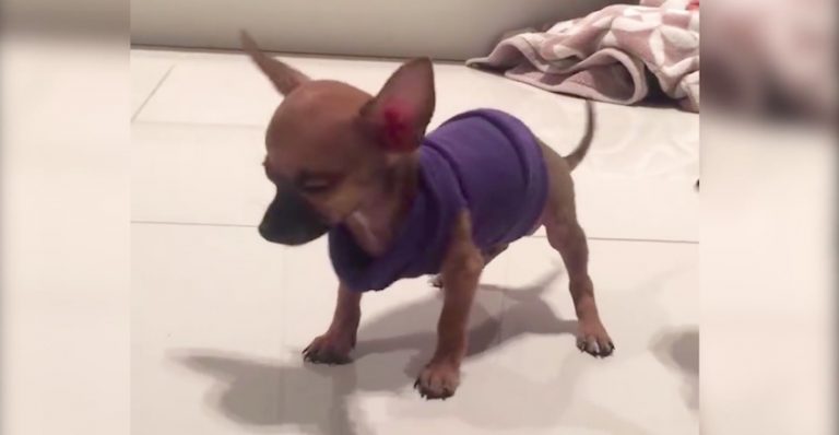Teacup Chihuahua Puppy That Is Dancing All The Time Hides A Sad Truth