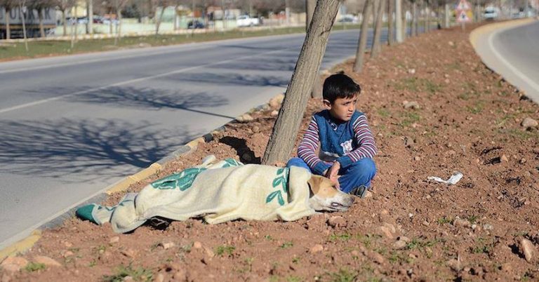 Young Refugee Boy Sees Injured Stray Dog And Takes Care Of Her Until Help Arrives