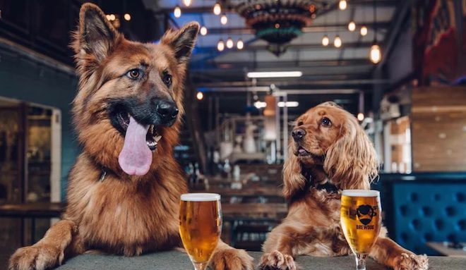 Brewery Offers Puppy Parental Leave For Employees Who Get A New Dog