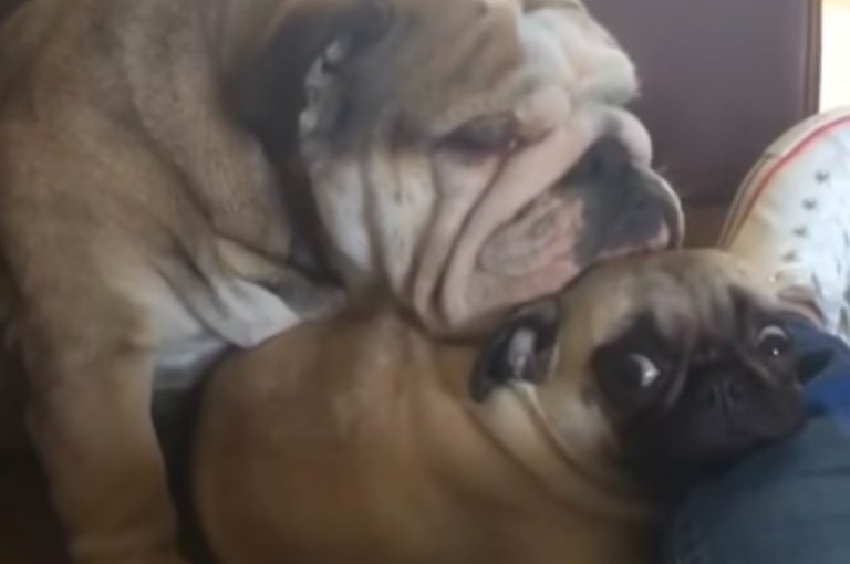 bulldog squishes pug